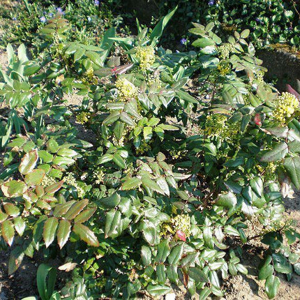 20 Oregon Holly Grape - Mahonia aquifolium Seeds - Seed World