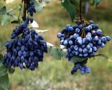20 Oregon Holly Grape - Mahonia aquifolium Seeds - Seed World