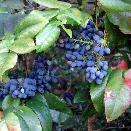 20 Oregon Holly Grape - Mahonia aquifolium Seeds - Seed World
