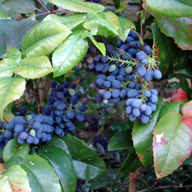 20 Oregon Holly Grape - Mahonia aquifolium Seeds - Seed World