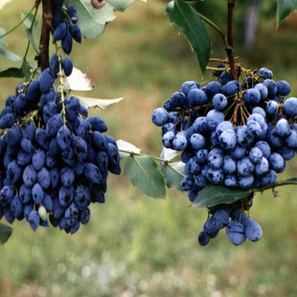 20 Oregon Holly Grape - Mahonia aquifolium Seeds - Seed World