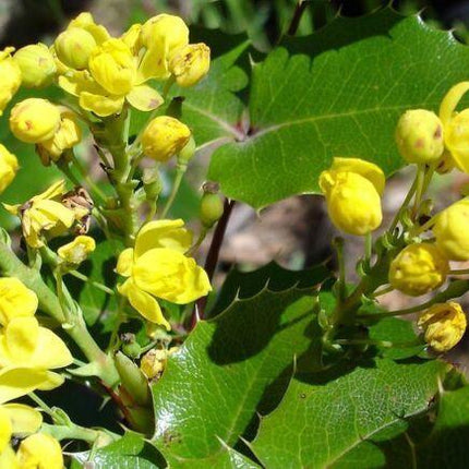 20 Oregon Holly Grape - Mahonia aquifolium Seeds - Seed World