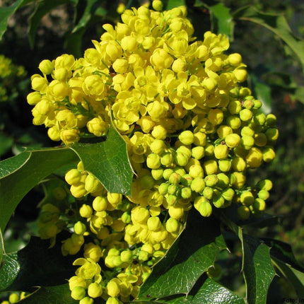 20 Oregon Holly Grape - Mahonia aquifolium Seeds - Seed World