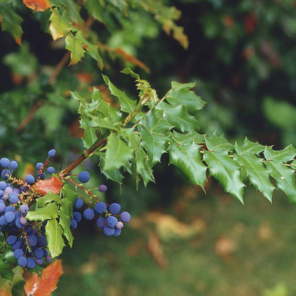 20 Oregon Holly Grape - Mahonia aquifolium Seeds - Seed World