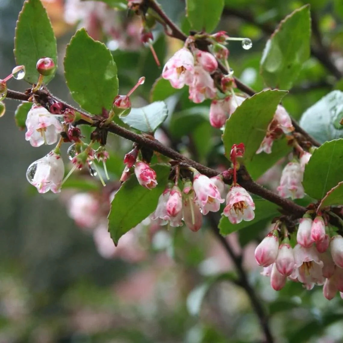 20 Organic Big Huckleberry Seeds - Seed World