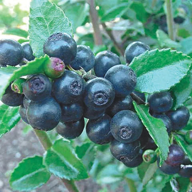 Cluster of dark berries with green leaves on a blurred natural background