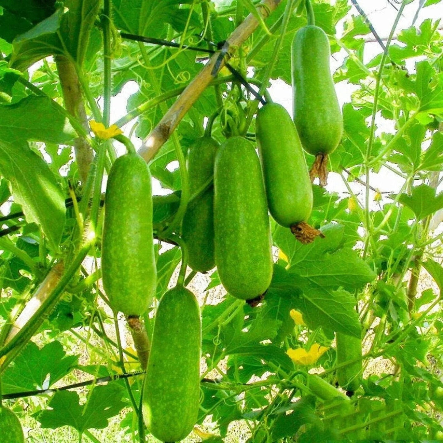 20 Organic Hairy Skin Wax Gourd Seeds - Seed World