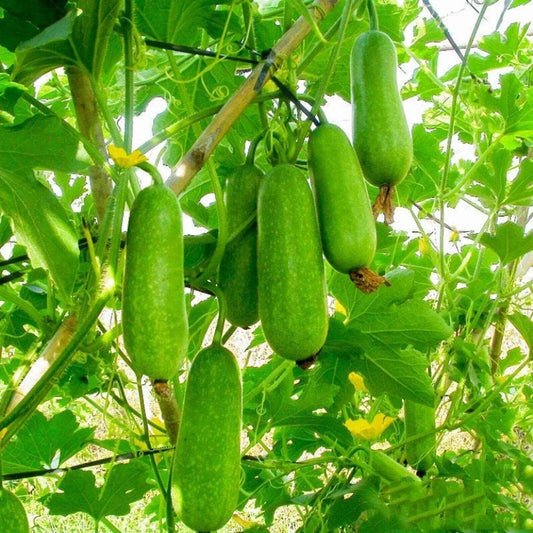 20 Organic Hairy Skin Wax Gourd Seeds - Seed World