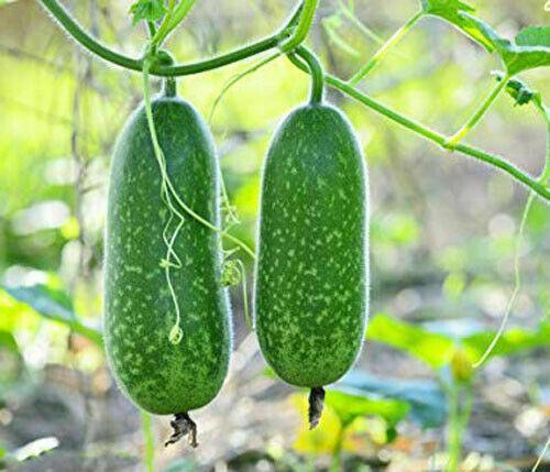20 Organic Hairy Skin Wax Gourd Seeds - Seed World