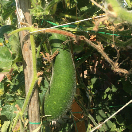 20 Organic Hairy Skin Wax Gourd Seeds - Seed World