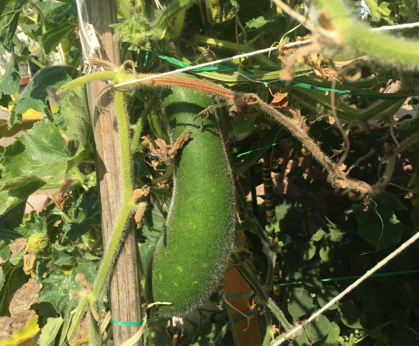 20 Organic Hairy Skin Wax Gourd Seeds - Seed World