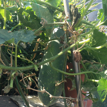 20 Organic Hairy Skin Wax Gourd Seeds - Seed World