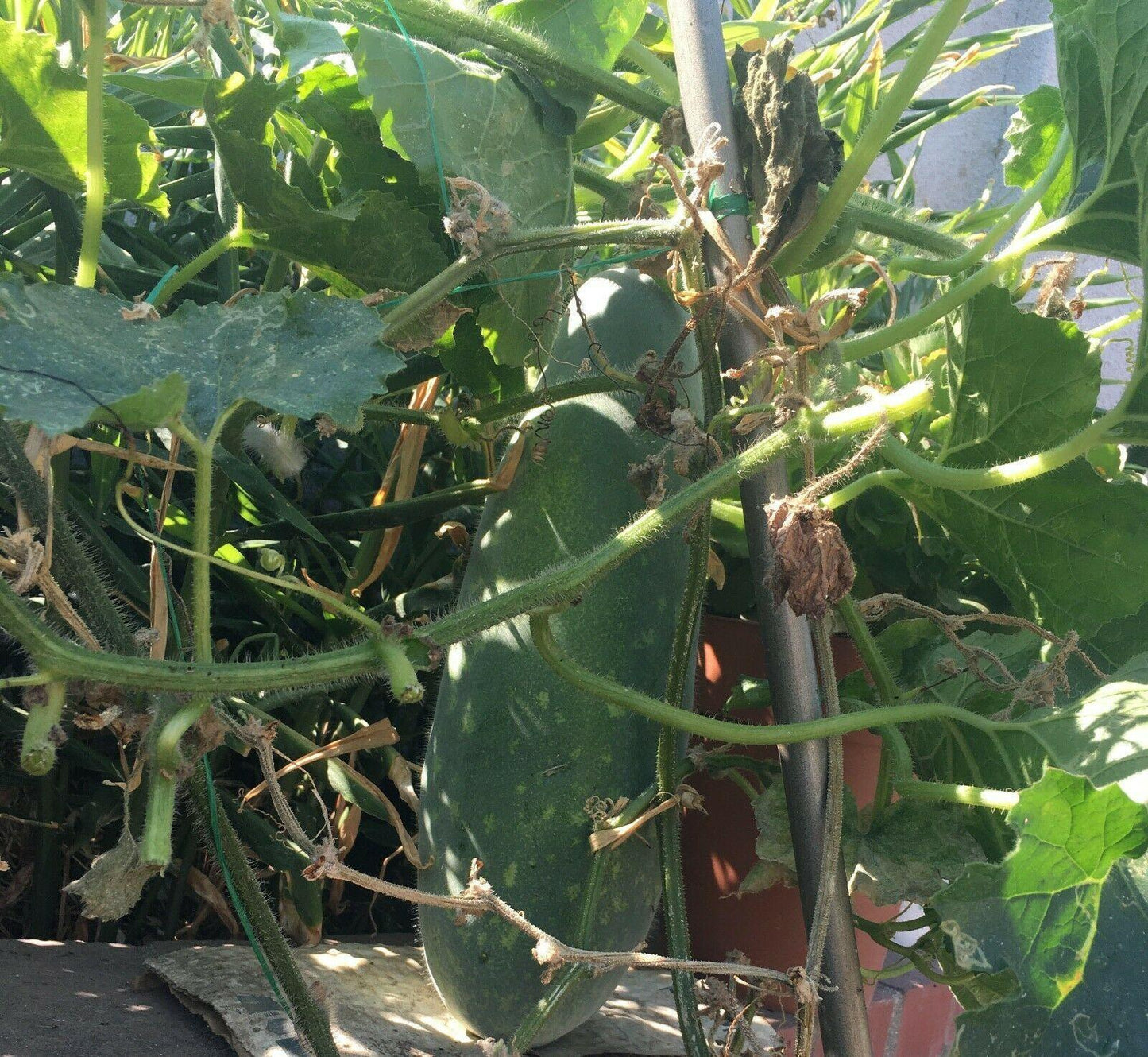 20 Organic Hairy Skin Wax Gourd Seeds - Seed World