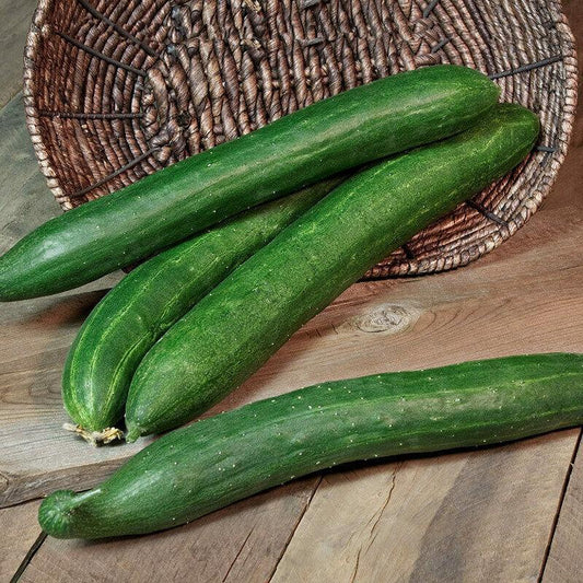 20 Organic Japanese Tokiwa Tokyo Cucumber Seeds - Seed World