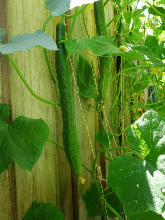 20 Organic Japanese Tokiwa Tokyo Cucumber Seeds - Seed World