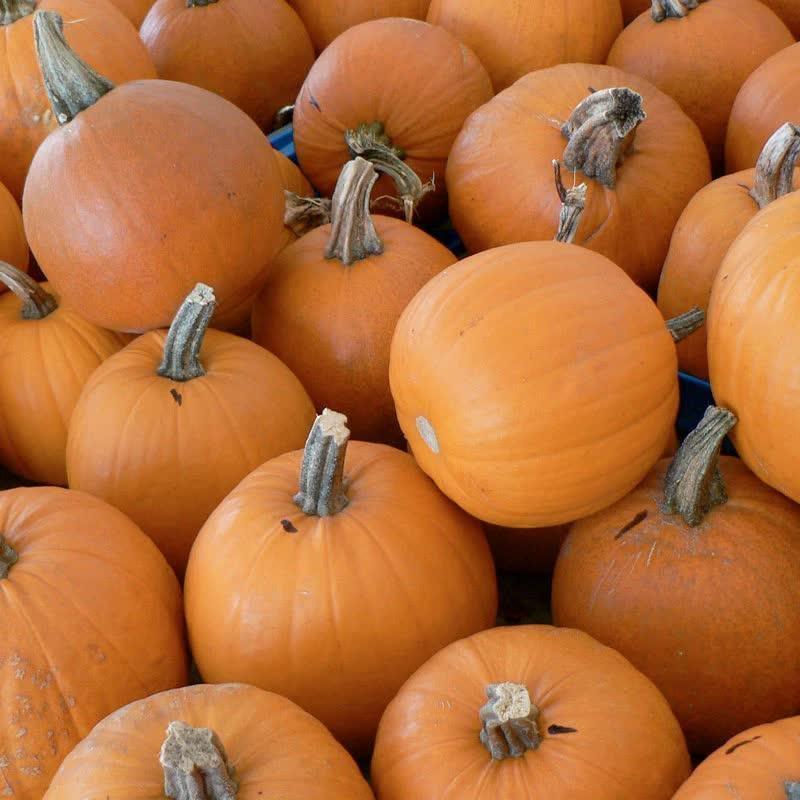 20 Organic Small Sugar Pumpkin Seeds - Seed World