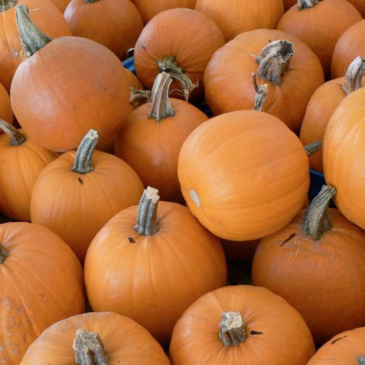 20 Organic Small Sugar Pumpkin Seeds - Seed World