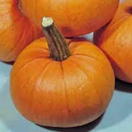 20 Organic Small Sugar Pumpkin Seeds - Seed World