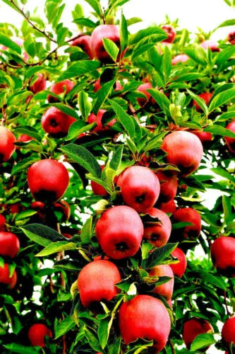 20 Paradise Apple Seeds - Seed World