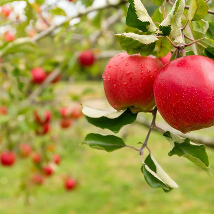 20 Paradise Apple Seeds - Seed World