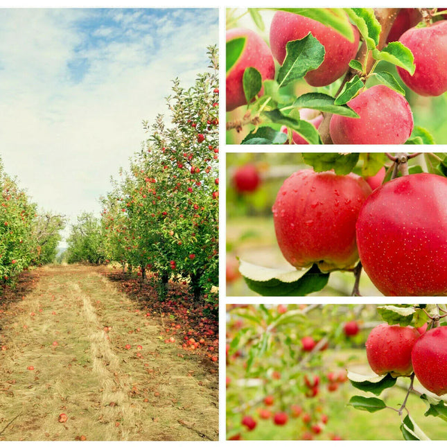20 Paradise Apple Seeds - Seed World