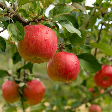 20 Paradise Apple Seeds - Seed World