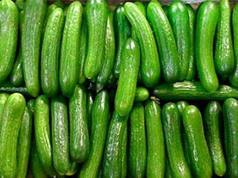 20 Persian Cucumber Seeds - Seed World