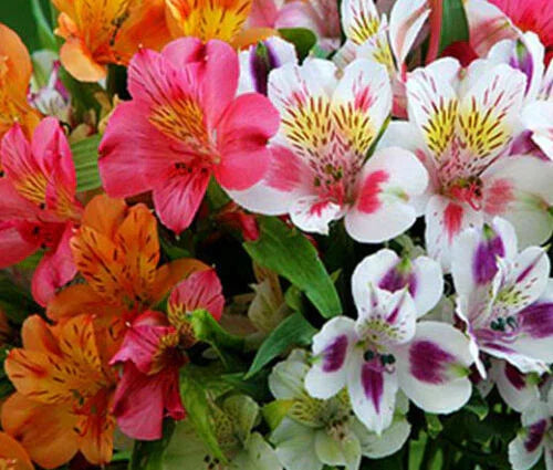 20 Peruvian Lily - Mix Seeds - Seed World