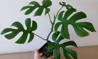 20 Philodendron 