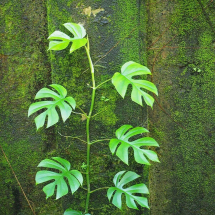 20 Philodendron "Ginny" Seeds - Seed World