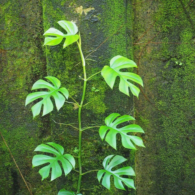 20 Philodendron "Ginny" Seeds - Seed World