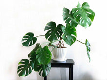 20 Philodendron "Ginny" Seeds - Seed World