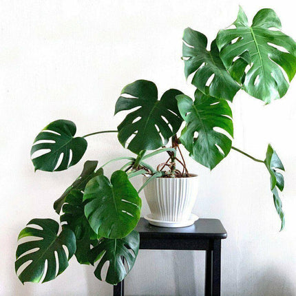20 Philodendron "Ginny" Seeds - Seed World