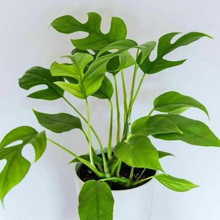 20 Philodendron "Ginny" Seeds - Seed World