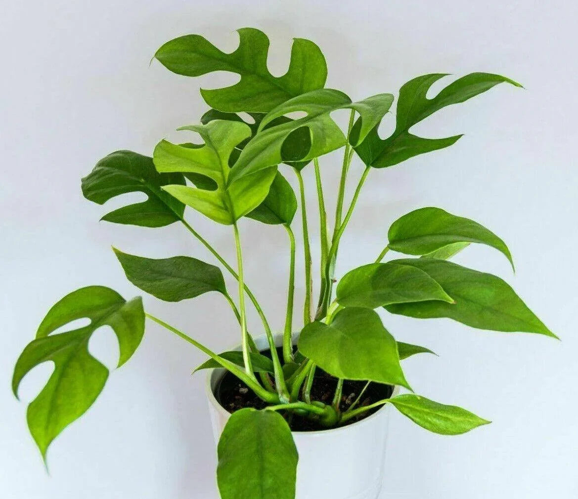 20 Philodendron "Ginny" Seeds - Seed World