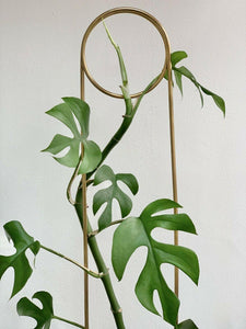 20 Philodendron "Ginny" Seeds - Seed World