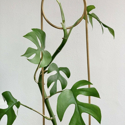 20 Philodendron "Ginny" Seeds - Seed World