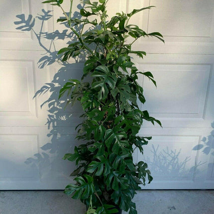 20 Philodendron "Ginny" Seeds - Seed World