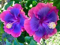 20 Pink Purple Blue Hibiscus Seeds - Seed World