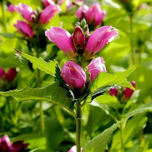 20 Pink Turtlehead Seeds - Seed World