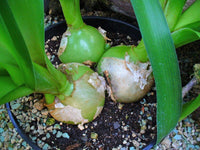 20 Pregnant Onion seeds - Seed World