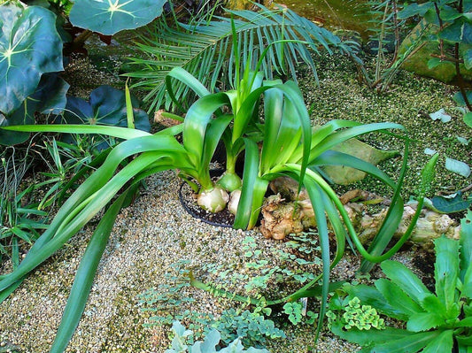 20 Pregnant Onion seeds - Seed World