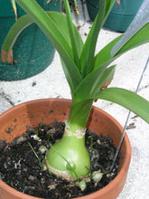 20 Pregnant Onion seeds - Seed World