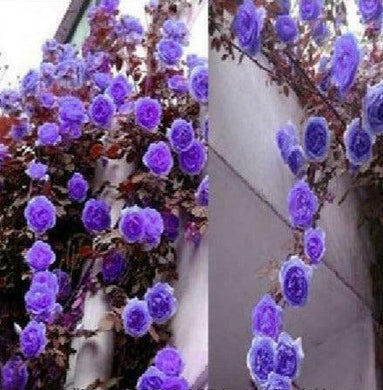 20 Purple Climbing Rose Bush Seeds - Seed World