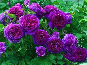 20 Purple Climbing Rose Bush Seeds - Seed World