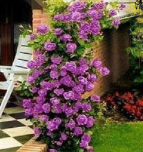 20 Purple Climbing Rose Bush Seeds - Seed World