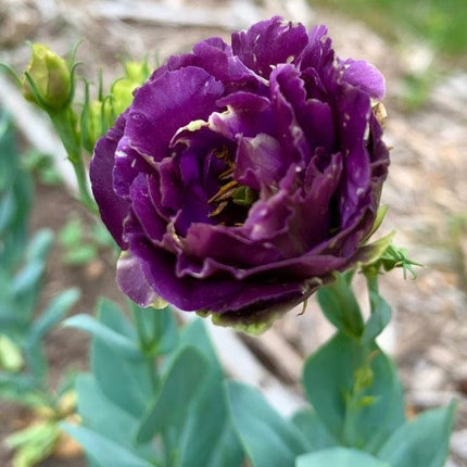 20 Purple Lisianthus Seeds - Seed World