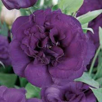 20 Purple Lisianthus Seeds - Seed World