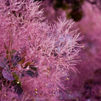 20 Purple Smoketree Seeds - Seed World