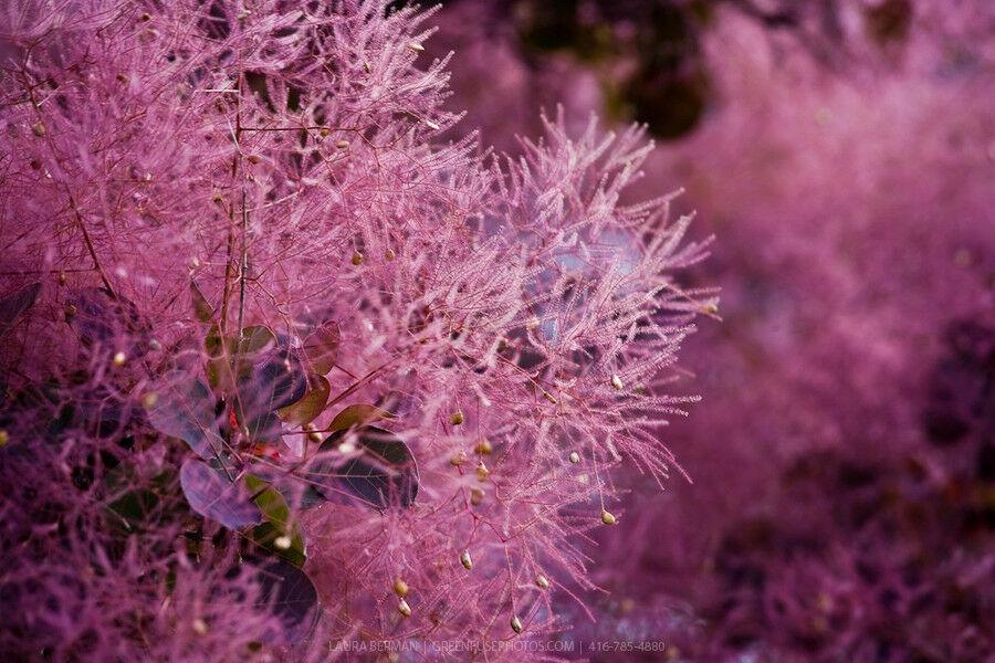 20 Purple Smoketree Seeds - Seed World